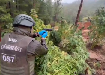 Fiscalía formaliza investigación contra tres imputados por tráfico de drogas y cultivo de marihuana en Trehuaco