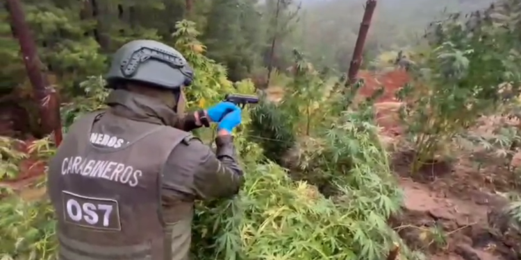 Fiscalía formaliza investigación contra tres imputados por tráfico de drogas y cultivo de marihuana en Trehuaco