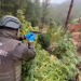 Fiscalía formaliza investigación contra tres imputados por tráfico de drogas y cultivo de marihuana en Trehuaco