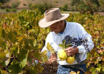 Crisis sin freno en el sector viñatero: ¿Podría ser el fin de las viñas si no hay medidas urgentes?