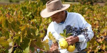 Crisis sin freno en el sector viñatero: ¿Podría ser el fin de las viñas si no hay medidas urgentes?