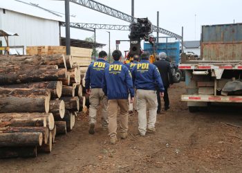 Fiscalía y PDI desarticulan la mayor asociación delictiva dedicada al robo de madera en Ñuble