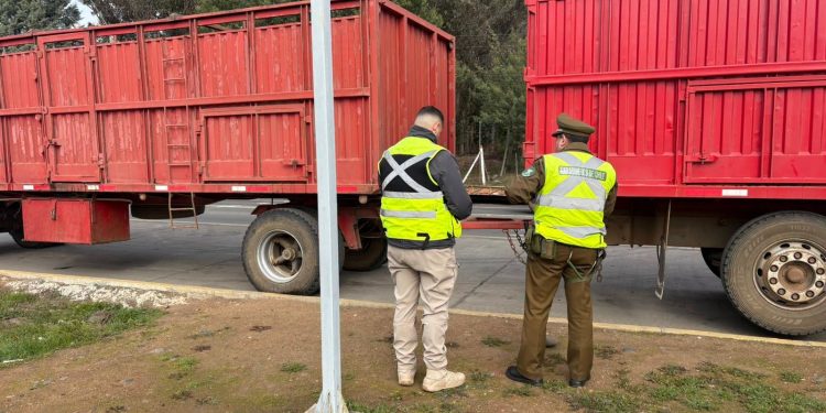 Carabineros detecta traslado irregular de ganado y detiene a un hombre por abigeato en San Nicolás