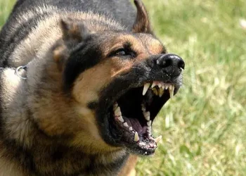 Fiscalía investiga muerte de adulta mayor tras ataque de perros en Quirihue