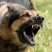 Fiscalía investiga muerte de adulta mayor tras ataque de perros en Quirihue