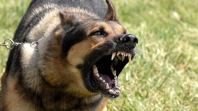 Fiscalía investiga muerte de adulta mayor tras ataque de perros en Quirihue