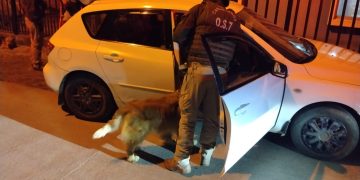 Carabineros fortalece presencia preventiva en Coelemu y Trehuaco con despliegue de unidades especializadas