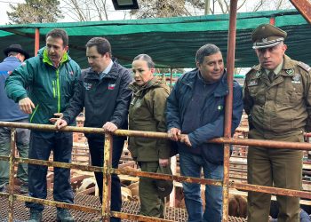 Rutas, campos y ferias: Carabineros fotalece ofensiva contra el abigeato en Ñuble previo a Fiestas Patrias